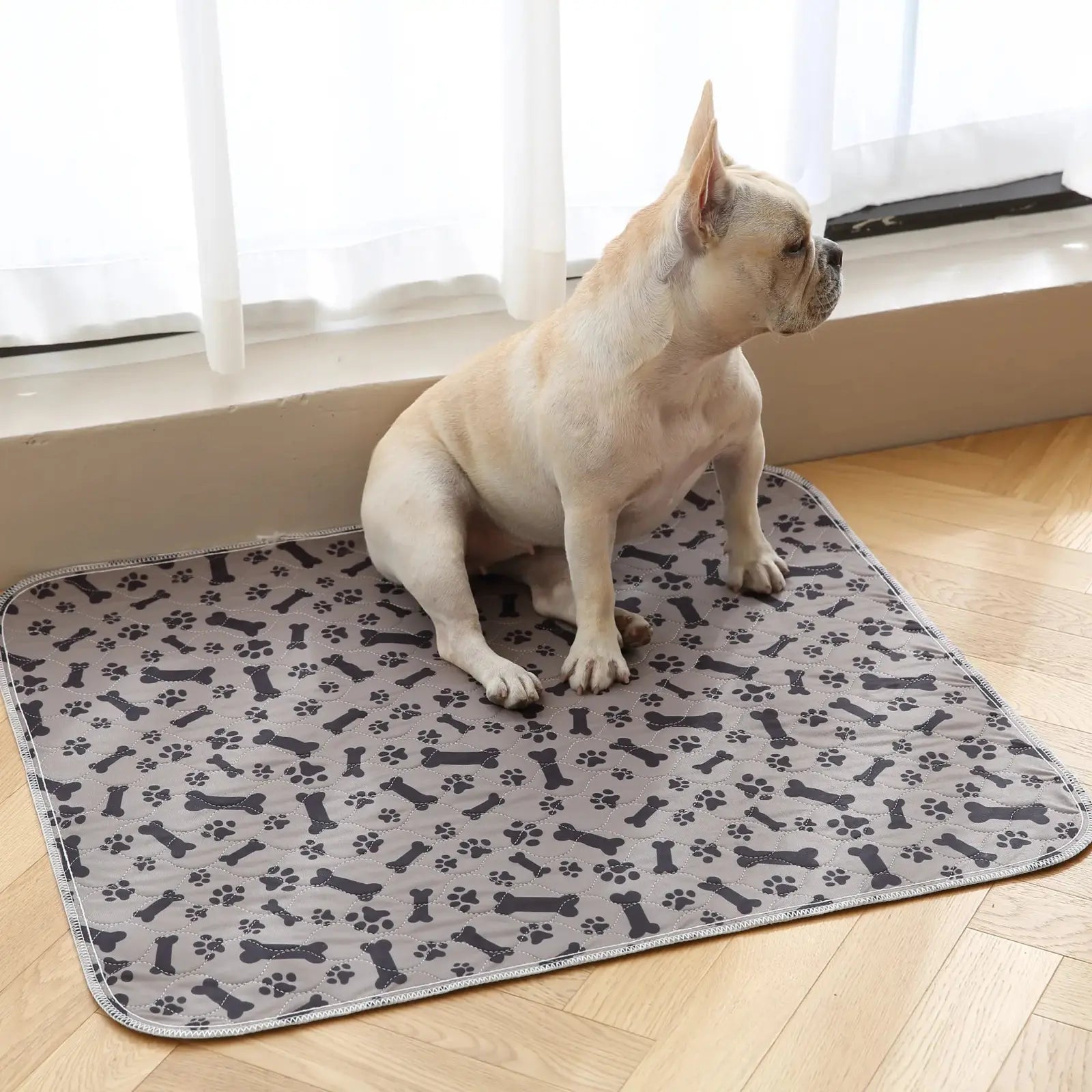 FilouPropre stable sur un fauteuil