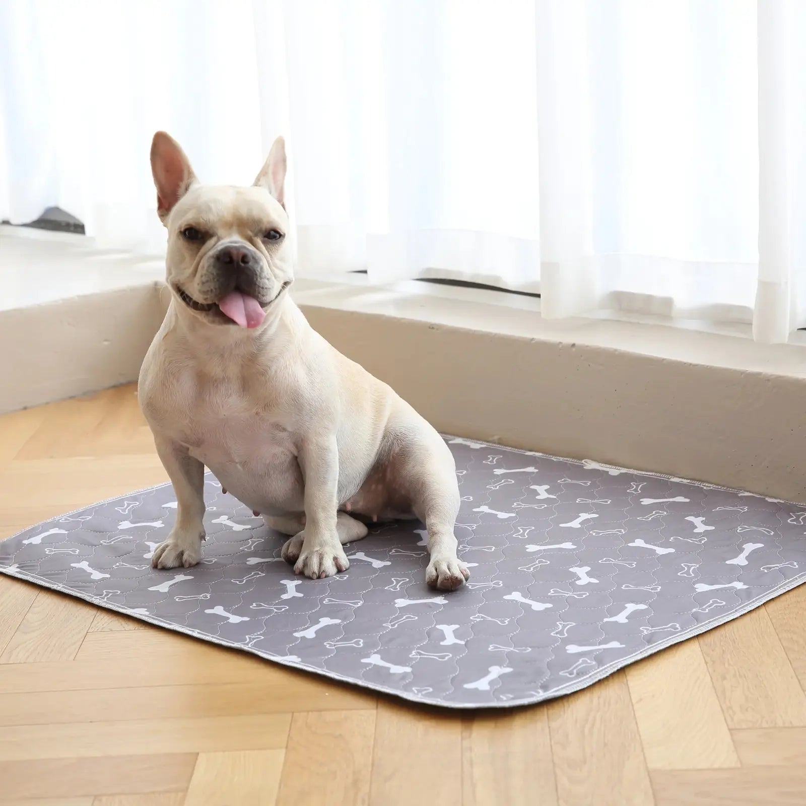 Chien assis sur un FilouPropre gris