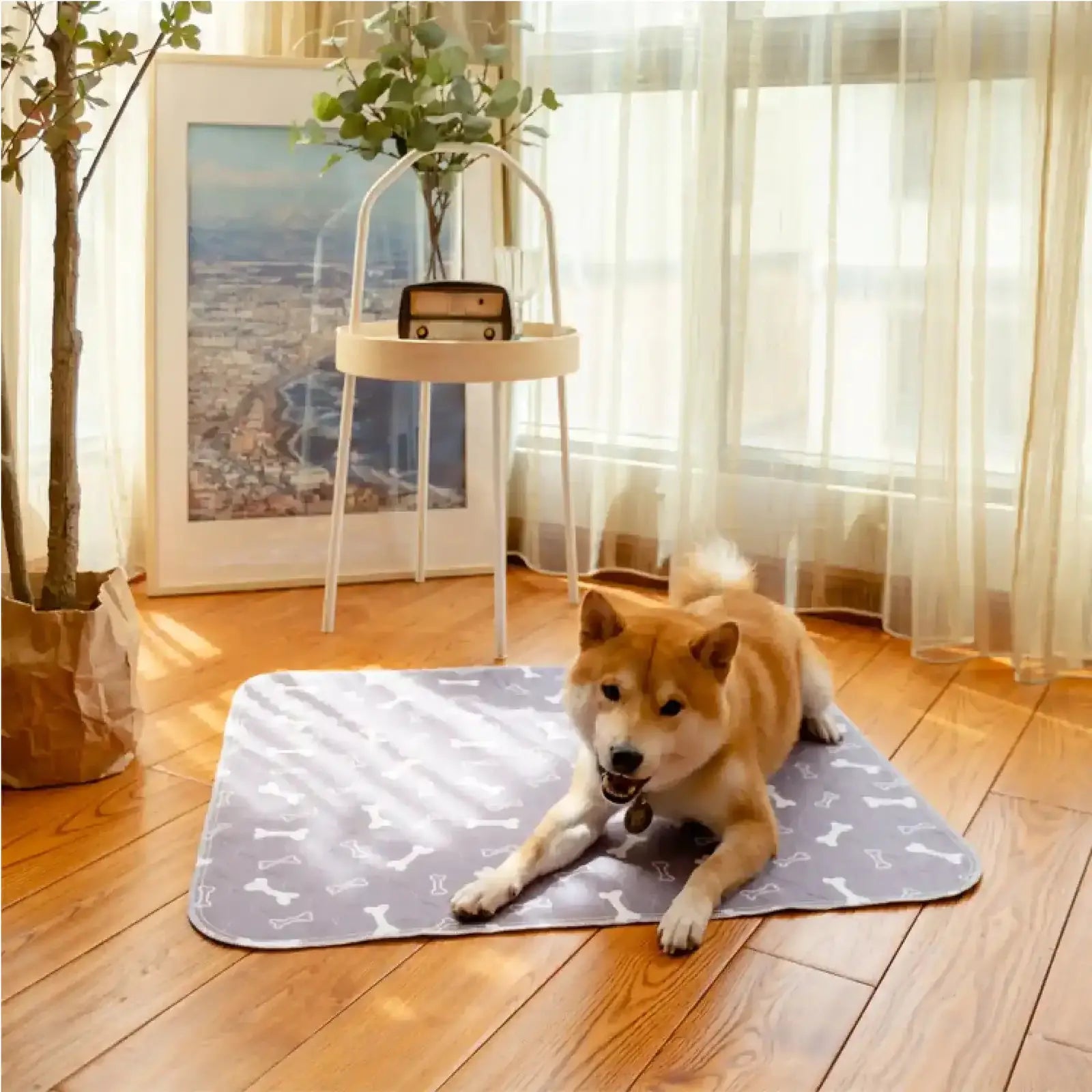 Chien calme sur un tapis FilouPropre dans un salon lumineux
