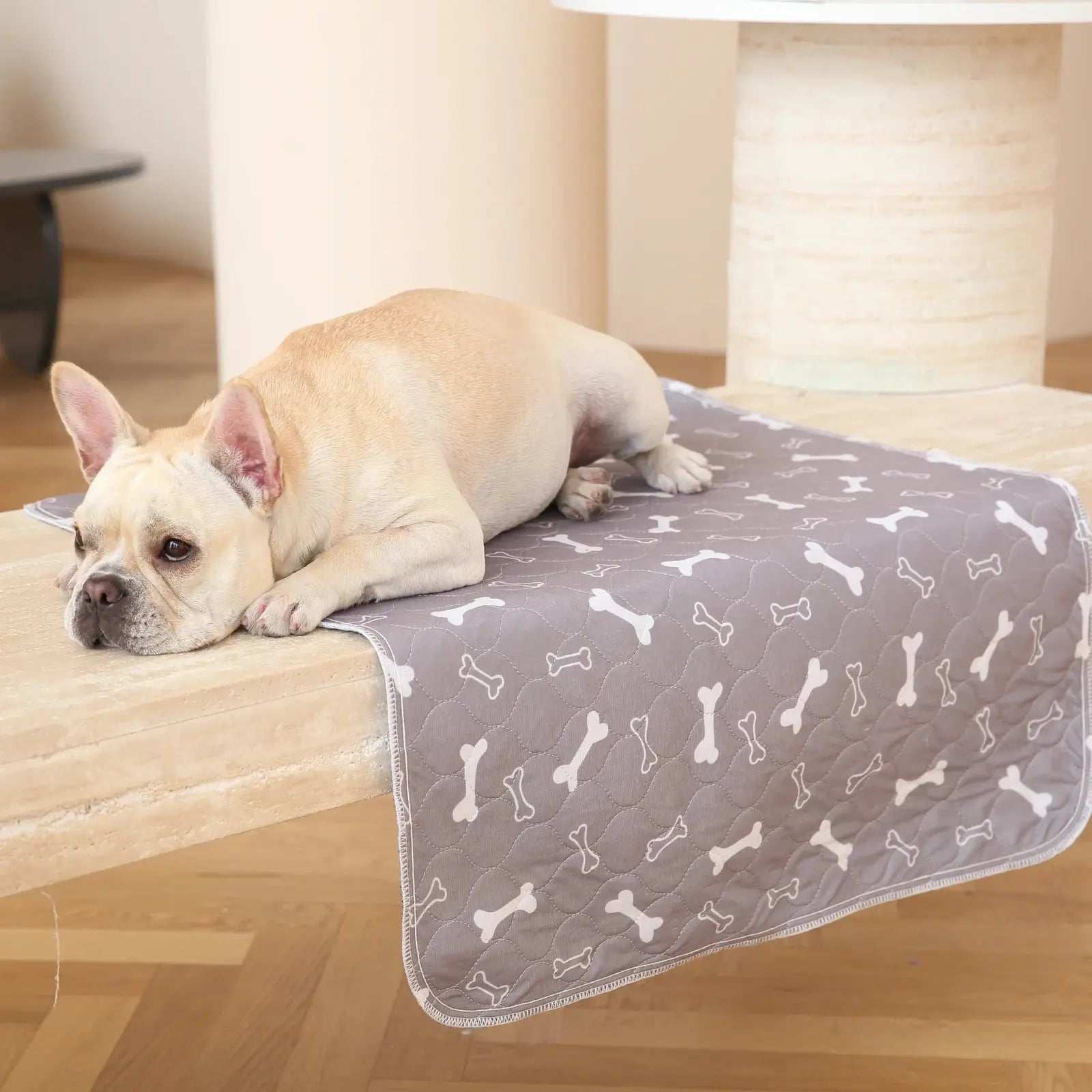 Chien allonge sur FilouPropre